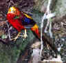Colorful Bird web.jpg (142742 bytes)
